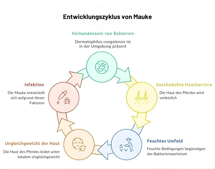 Entwicklung von Mauke bei Pferd